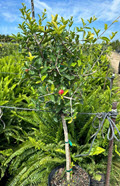 Barbados Cherry Fruit